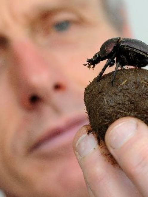Prof Marcus Byrne, of University of the Witwatersrand, in South Africa, holds  a kheper dung...