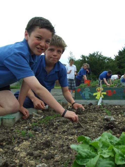 Pupils Kane Heka (11) and Ayson White (12) tend  carrots in the Owaka Community Gardens. Photo by...