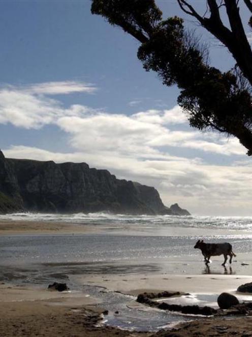 Purakaunui: At risk of inundation. Photo by Stephen Jaquiery.