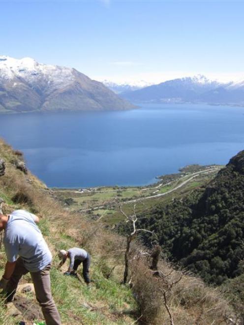 Queenstown Climbing Club members take part in a Project Gold planting day at Wye Creek. Photo by...