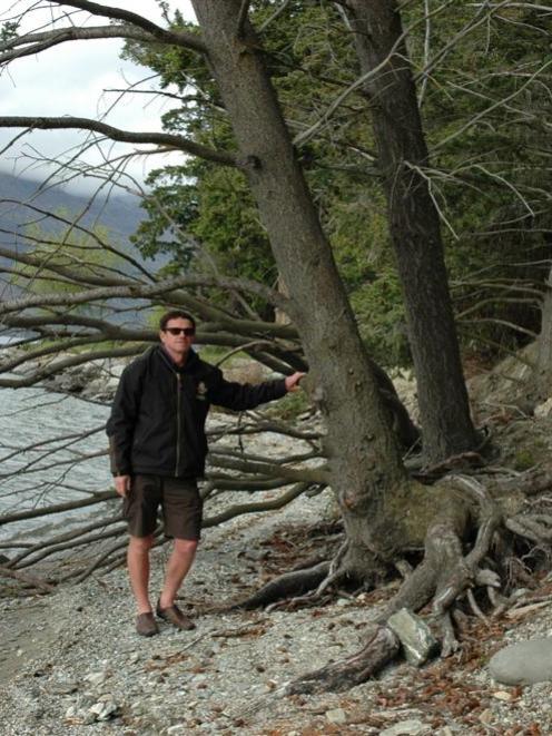 Queenstown Lakes District Council parks manager Gordon Bailey with a tree at the Queenstown ...