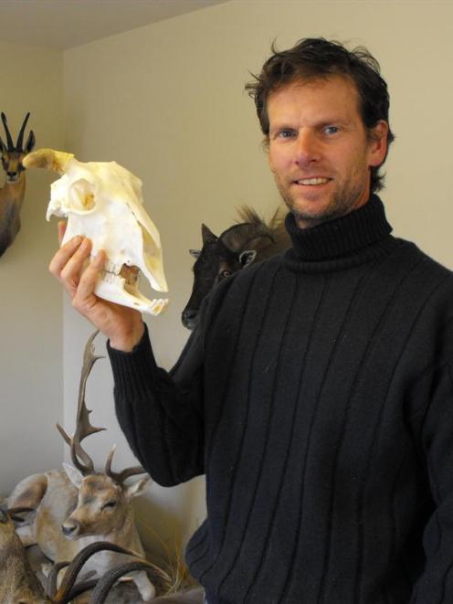 Queenstown taxidermist David Jacobs holds the skull of Shrek the sheep yesterday before the start...