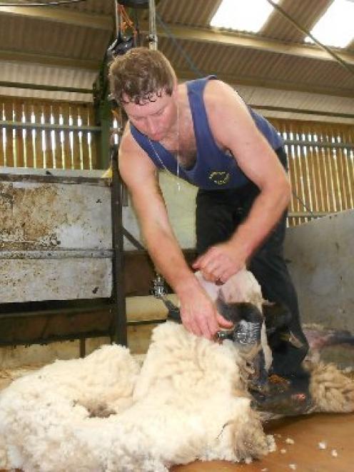 Rakaia shearer Tony Coster had to step aside for the final match of the series at the Corwen...