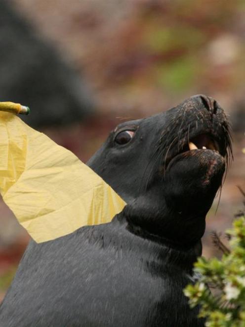 Rambo is kept at bay by a flag on a stick. Photo by Jim Eagles.