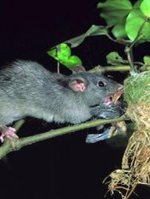 Rat numbers are expected to skyrocket this year. Photo NZ Herald