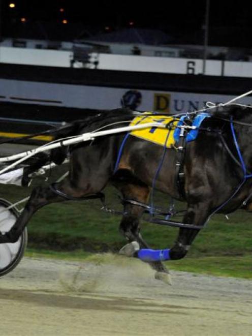 Real Kamwood (Mitchell Kerr) wins at Forbury Park on September 21. Photo by Tayler Strong.