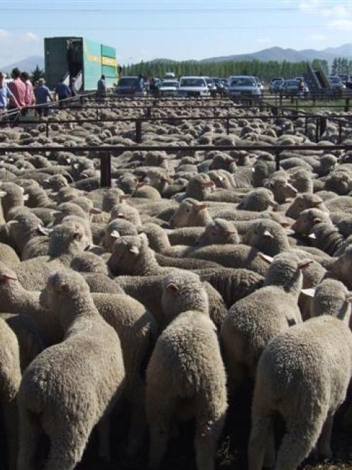 Record levels for lamb prices. Photo by Sally Rae.