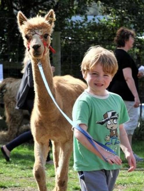Regan Taylor (5), of Dunedin, leads an alpaca at the Federated Farmers Farm Day at Waiora...