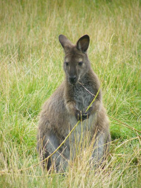 Regional council talks have been held to help stop wallabies establishing in Otago. Photo by Pam...