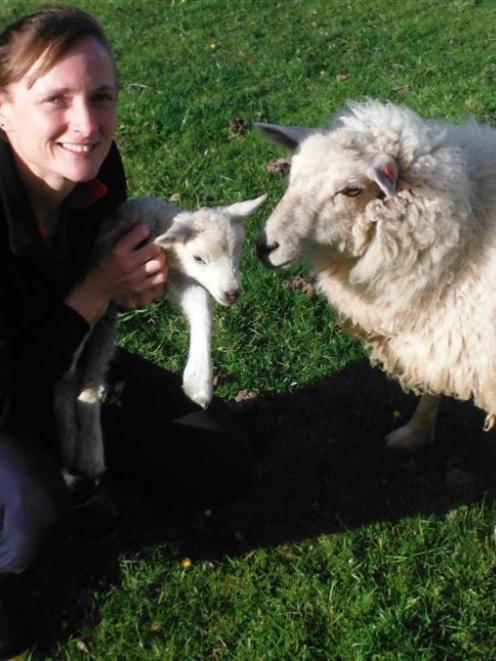 Research physiologist Dr Sue McCoard, from AgResearch's Grasslands campus in Palmerston North, is...