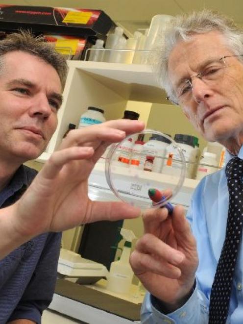 Research scientist Dr Paul Turner (left) and cell biologist Dr Jim Faed examine bone marrow stem...