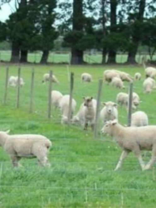 Research shows that allowing unweaned lambs to access fresh grass, or "creep grazing", can boost...