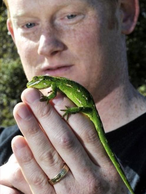 Researcher Carey Knox catalogues a jewelled gecko for a database. Photo by Gerard O'Brien.