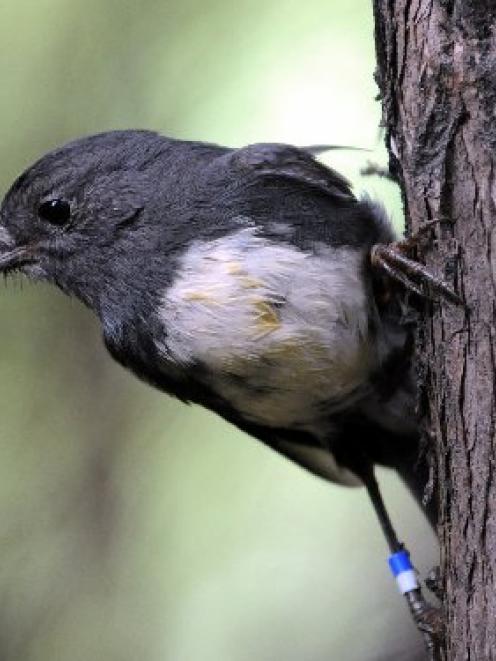 Researchers study robins' reaction to predators