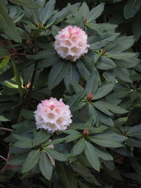 Rhododendron ''Ina Hair''. Photo by Peter Dowden.