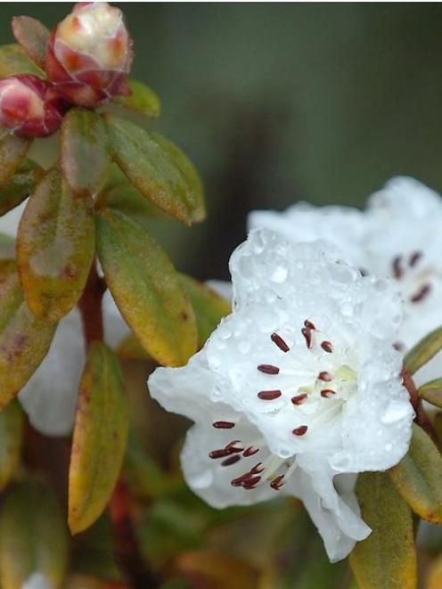 Rhododendron 'Ptarmigan'