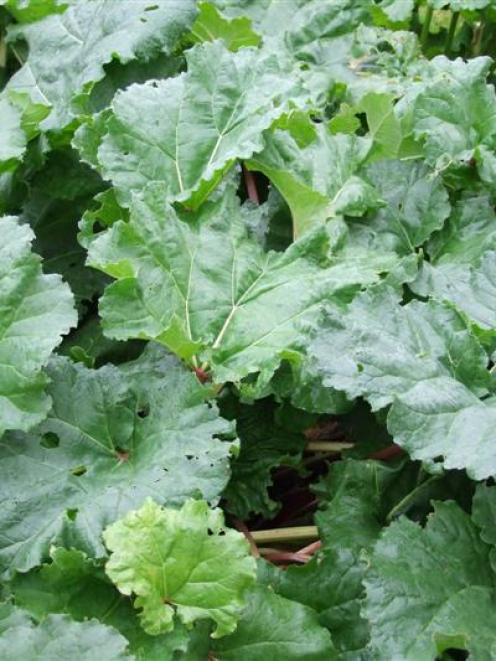 Rhubarb likes cool roots and is a gross feeder, so work some compost around the base before...