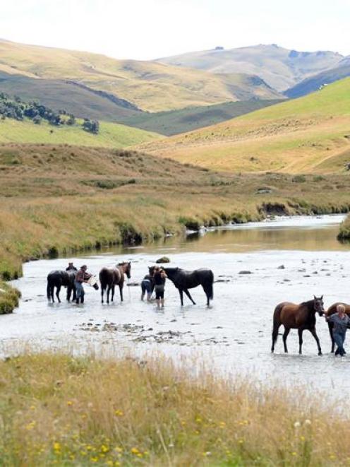 Riders on Stu Moore's Waikaia Bush Rangers trail wash their horses in the Pomahaka River, after a...