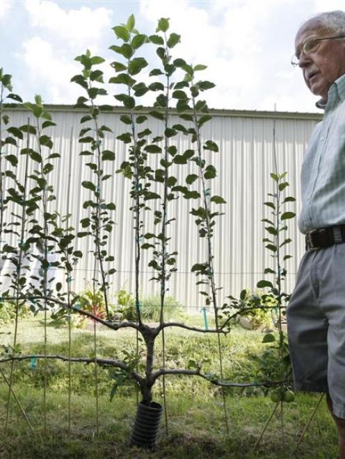 Robert Crum plants fruit trees using the espalier method, which theoretically improves the fruit...