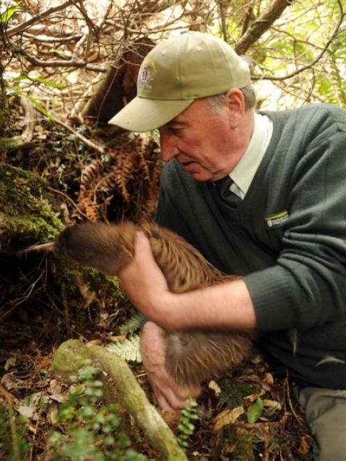 Robin Thomas from Doc releases a Haast tokoeka kiwi into a burrow at the Orokonui Ecosanctuary on...