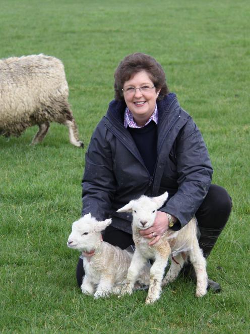 Robinson Raincoats owner Ann-Maree Robinson shows two lambs modelling the business' plastic lamb...