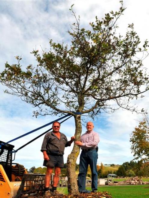 Rodney Hogg (left) and Pat Cummings beside a tree grown from a seedling of the famous Lovelock...