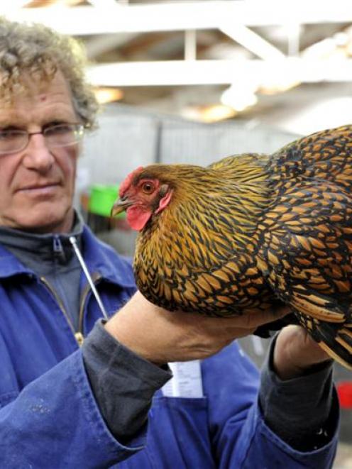 Roger McCormick, of Ashburton, judges a gold laced Wyandotte chicken at the Dunedin Poultry,...