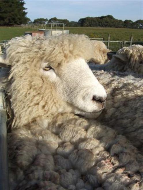 Romney ewes are still robust lamb producers. Photo by Sally Rae.