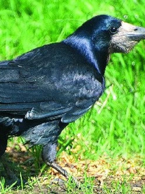 Rooks, which are pests, have been reported in many parts of Otago. Photo: ORC.