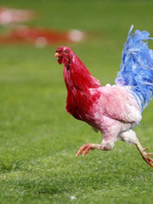 A rooster is let loose on the field before the start of the New Zealand v France second...
