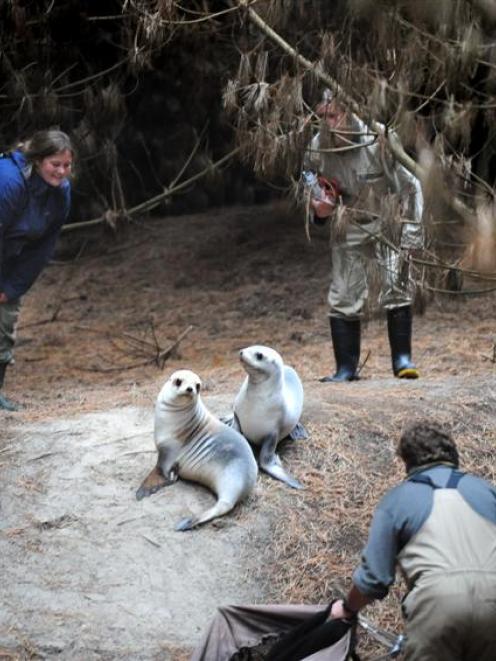 Rounding up two sea-lion pups to be weighed are (clockwise, from left) University of Otago...