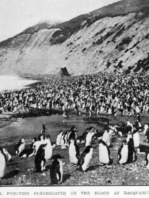 Royal penguins congregate on the beach at Macquarie Island. - Otago Witness, 8.4.1914.
