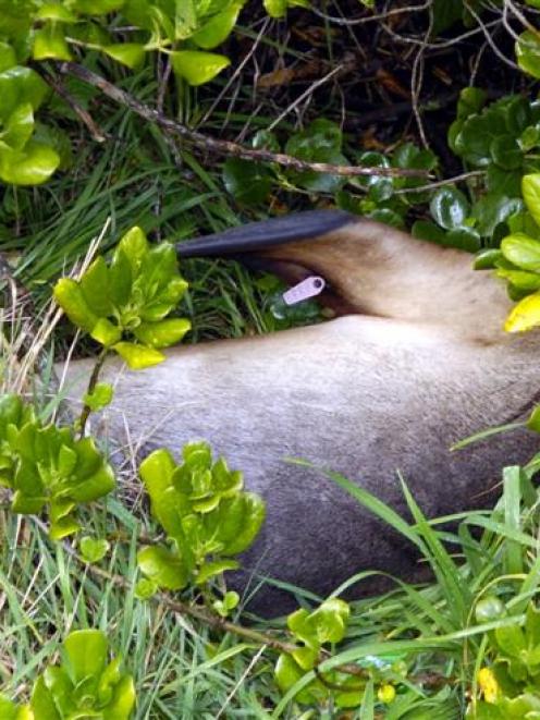 Ruby the sea lion takes a nap in bushes next to Kettle Park, in St Kilda, Dunedin. Photo by...