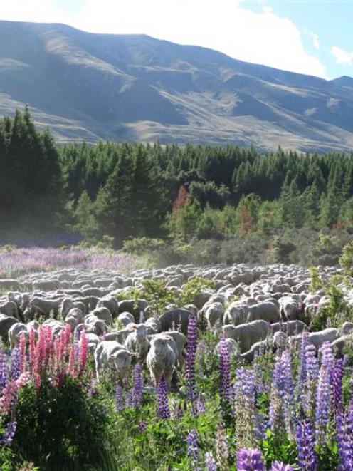 Russell lupins are increasingly being seen as a food source for sheep in the high country. Photo...