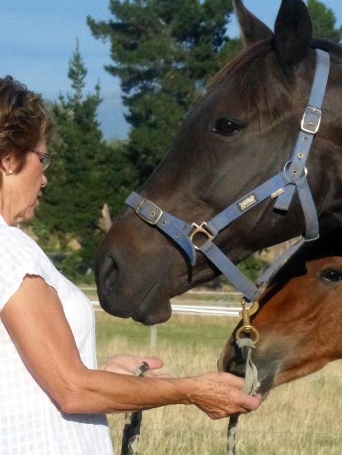 sabella and her Somebeachsomewhere colt get plenty of attention from Margaret Creighton at East...