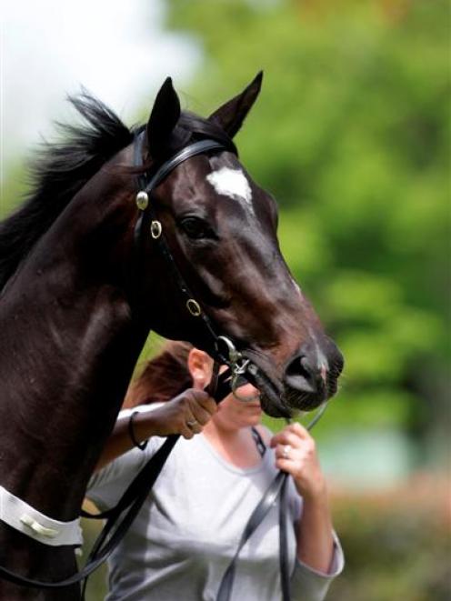 Sacred Falls, who is an outstanding prospect for the New Zealand Two Thousand Guineas at...