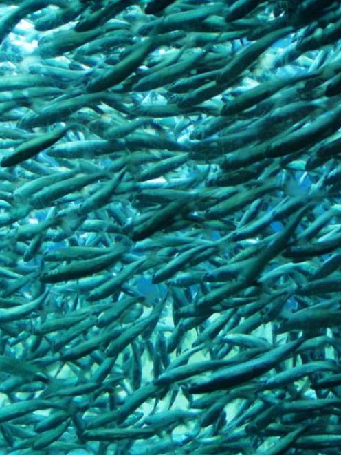 Salmon fry. Photo supplied.
