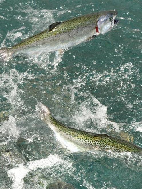 Salmon ready for harvest in Mt Cook Alpine Salmon's  Ohau A canal salmon farm. Photo by Stephen...