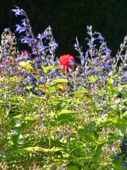 Salvia guaranitica ''Black and Blue''. Photo by Gerard O'Brien.