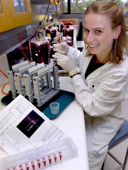 Sanne Boessenkool uses an acrylamide gel, which separates DNA fragments, in her work on yellow...