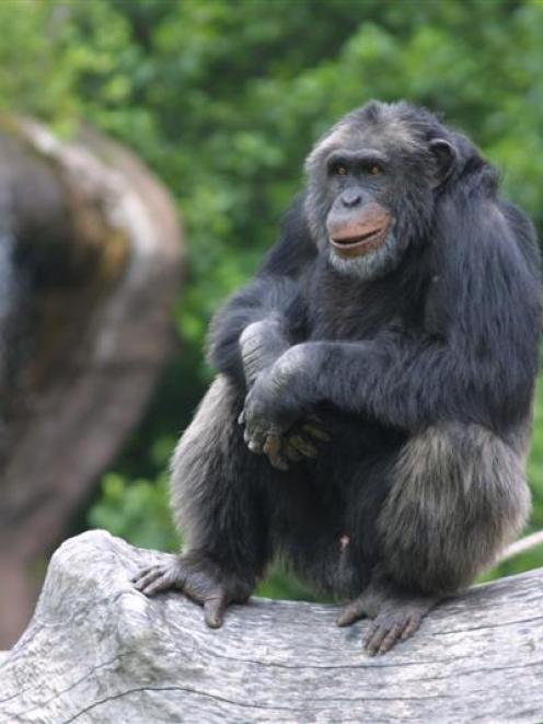 Santino the chimpanzee is seen in his enclosure at the zoo in Furuvik, Sweden. (AP Photo/Furuvik...
