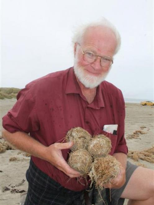 Science teacher and naturalist Lloyd Esler at Oreti Beach with some of the unusual marram grass...