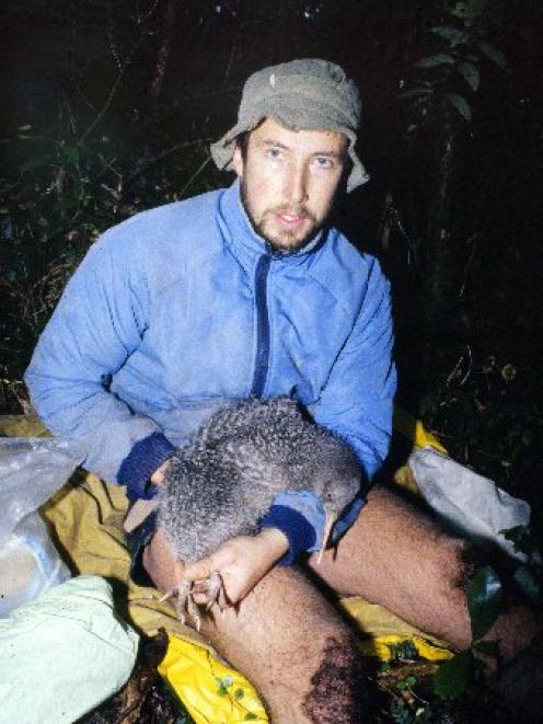 Scientist Rogan Colbourne with  a  little spotted kiwi. Photo by Neville Peat.