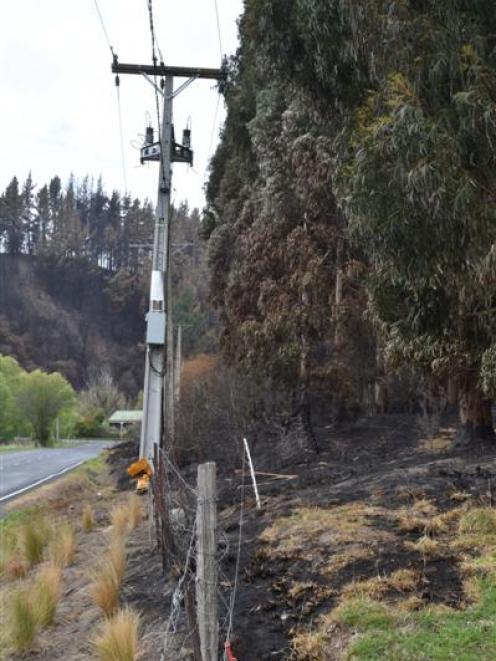 Scorched eucalyptus trees near power lines yesterday where Saddle Hill resident Richard Wilden...