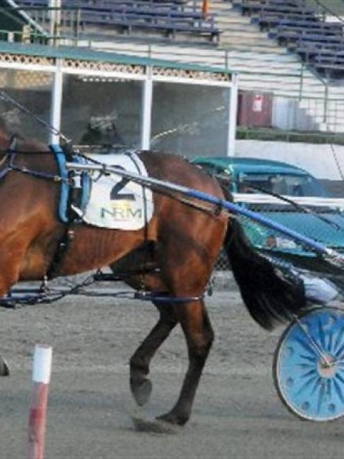 Scotty Mach, a top chance at Forbury Park tonight after his dashing last-start win. Photo by...
