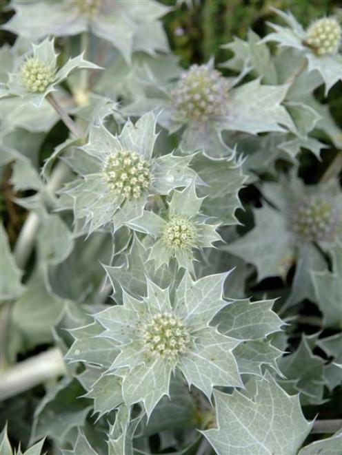 Sea holly, Eryngium maritimum, is a herbaceous plant that inhabits coastal sand dunes. Photo by...