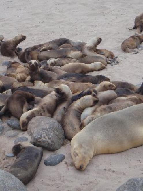 Sea lion pups on the Auckland Islands. Photo by Louise Chilvers.