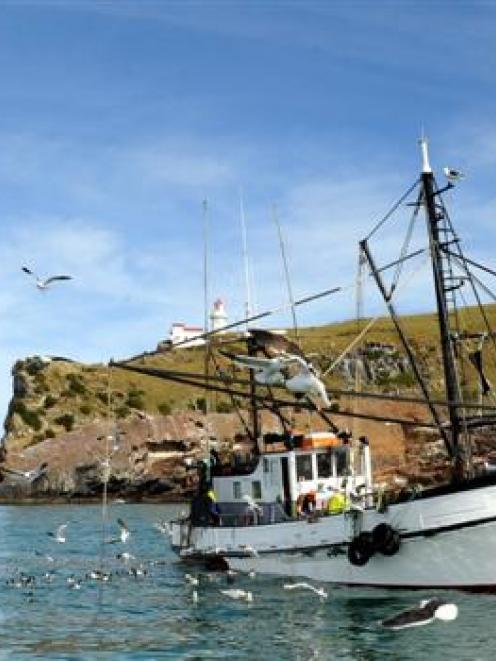 Seagulls flock to the Careys Bay-based fishing boat Vanguard as the fishermen clean the last of...