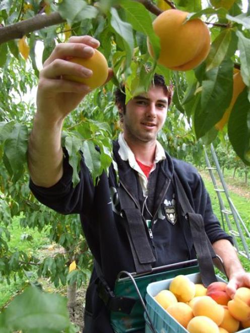 Seasonal work often affects Otago's unadjusted unemployment rate. Photo by Lynda van Kempen.