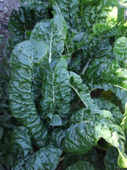 Seed of hardy vegetables, such as silverbeet, can be sown now. Photo by Gillian Vine.